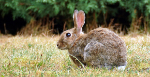 Lapin de garenne, redoutable au jardin